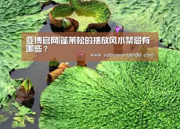亚博官网|蓬莱松的摆放风水禁忌有哪些？